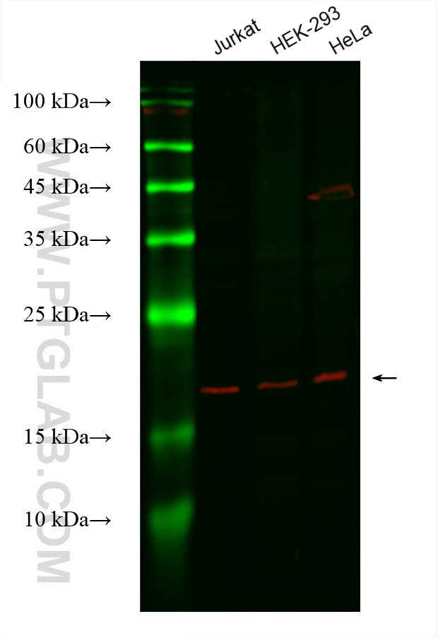 Western Blot (WB) analysis of various lysates using CoraLite®594-conjugated BID Monoclonal antibody (CL594-60301)