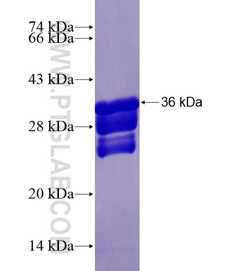 BIRC3 fusion protein Ag20500 SDS-PAGE