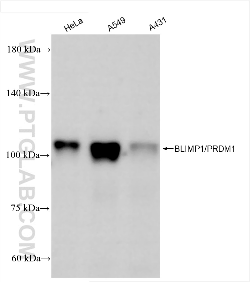 Western Blot (WB) analysis of various lysates using BLIMP1/PRDM1 Recombinant antibody (84625-3-RR)