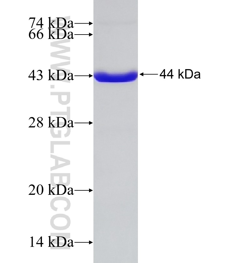 BLVRA fusion protein Ag32730 SDS-PAGE