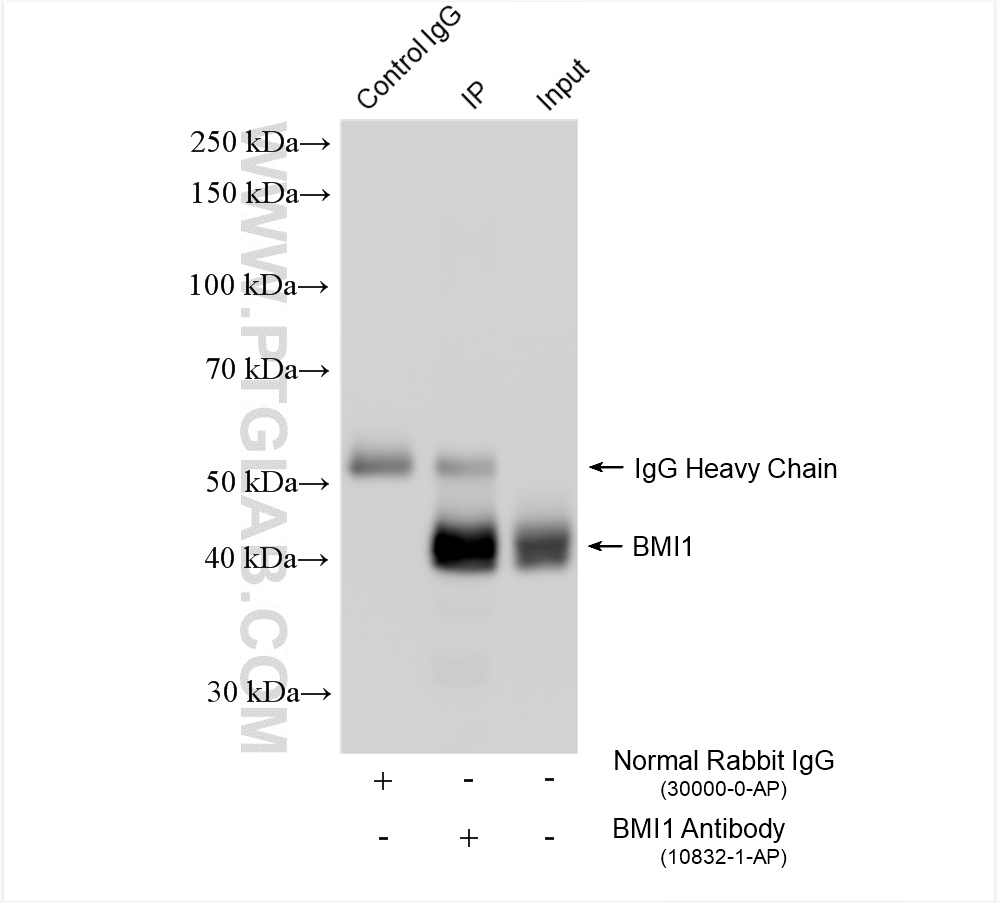 Immunoprecipitation (IP) experiment of HT-29 cells using BMI1 Polyclonal antibody (10832-1-AP)