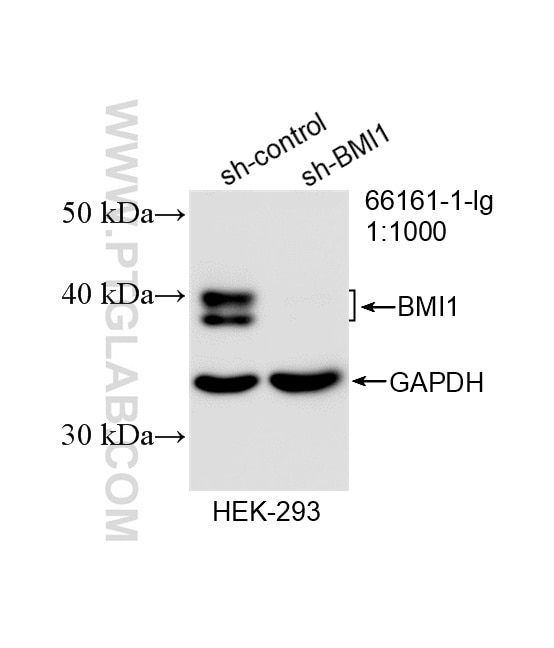 Western Blot (WB) analysis of HEK-293 cells using BMI1 Monoclonal antibody (66161-1-Ig)