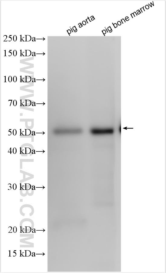 Western Blot (WB) analysis of various lysates using BMP2 Monoclonal antibody (66383-1-Ig)