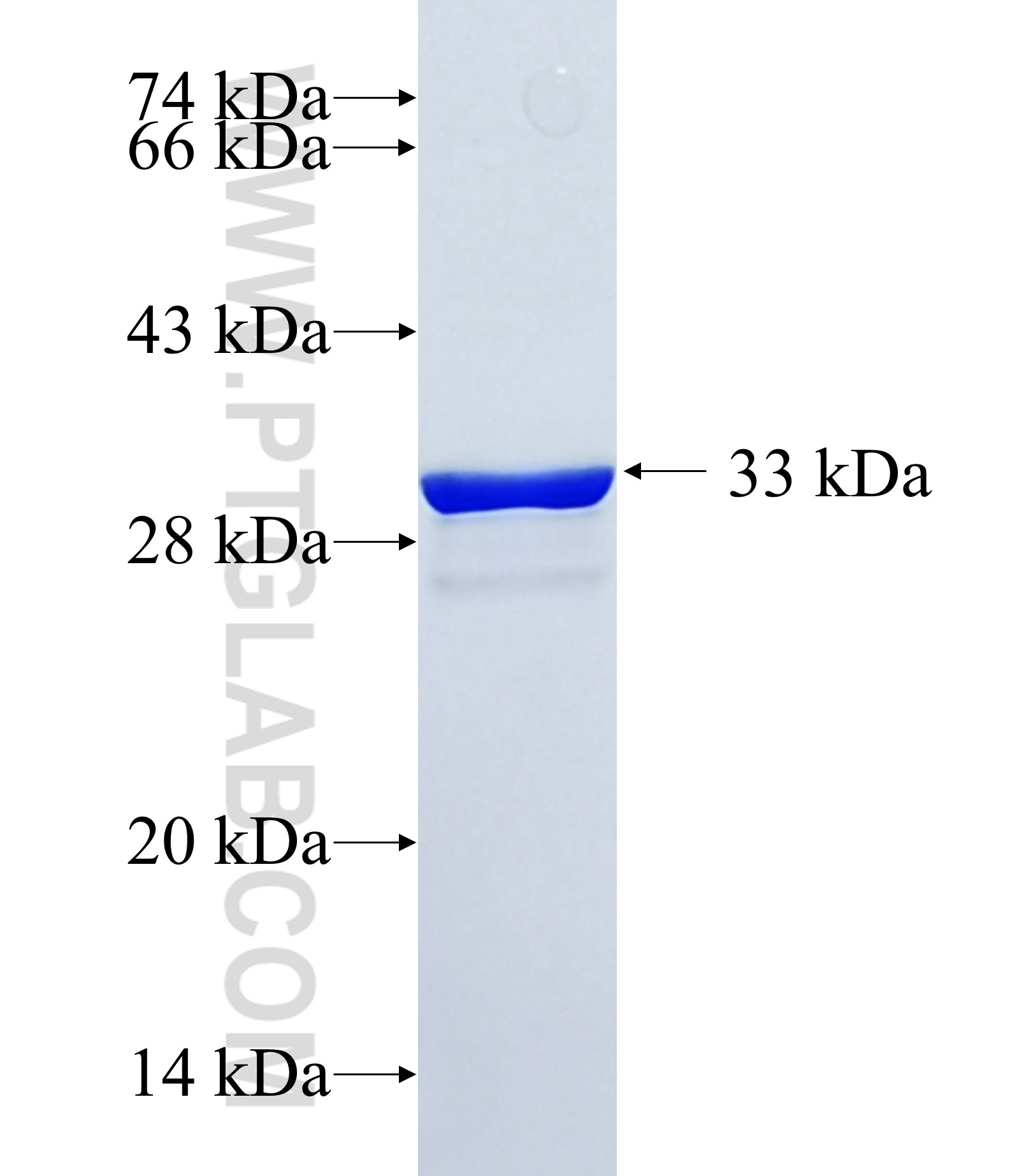 BMP2 fusion protein Ag30420 SDS-PAGE