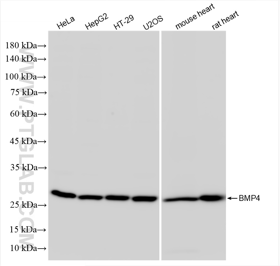 Western Blot (WB) analysis of various lysates using BMP4 Recombinant antibody (86168-1-RR)