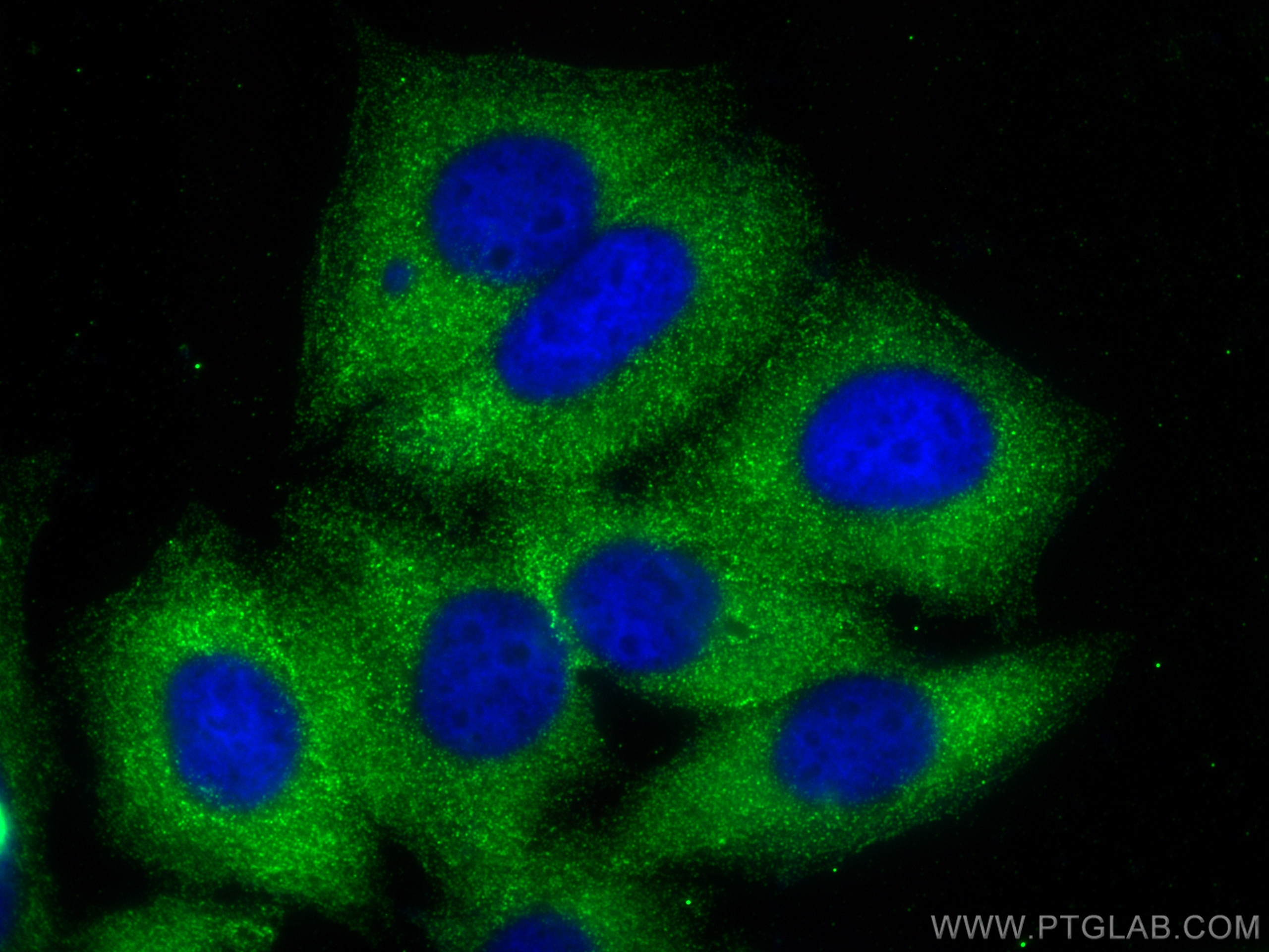 Immunofluorescence (IF) / fluorescent staining of HepG2 cells using BMX Polyclonal antibody (27413-1-AP)
