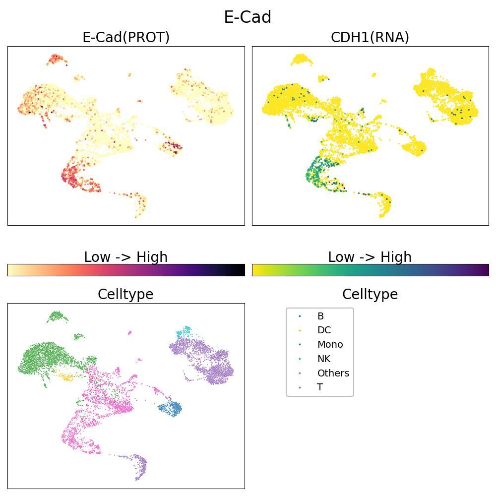 E-cadherin, mediates cell-cell adhesion in epithelial tissues. UMAP shows resting Bone Marrow Mononuclear cells