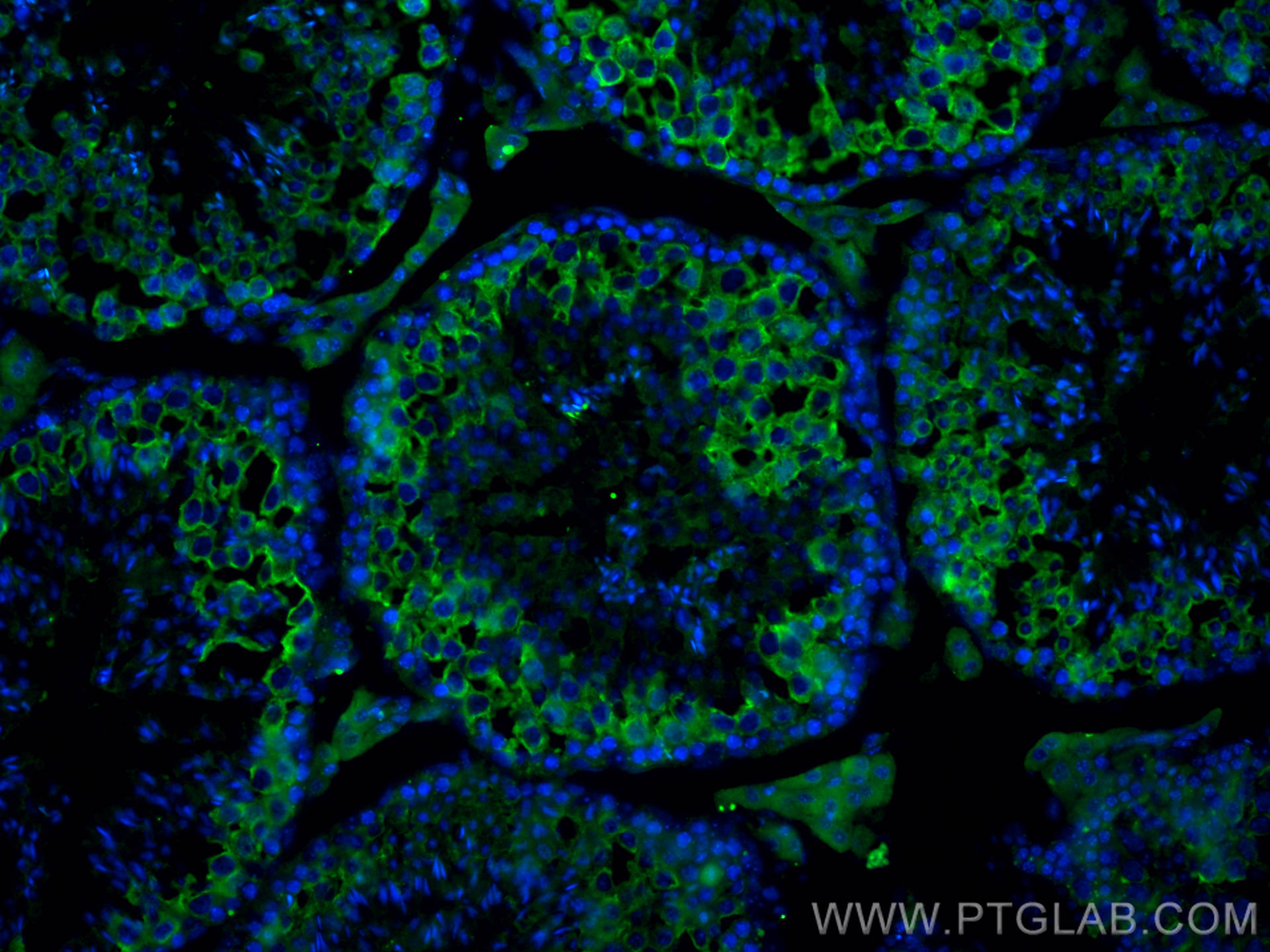 Immunofluorescence (IF) / fluorescent staining of mouse testis tissue using BOULE Polyclonal antibody (13720-1-AP)