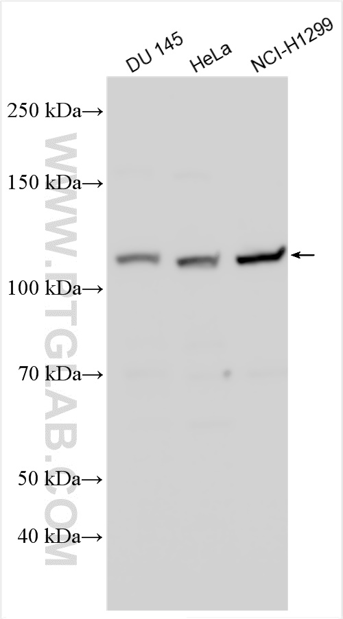 Western Blot (WB) analysis of various lysates using BOP1 Polyclonal antibody (28366-1-AP)