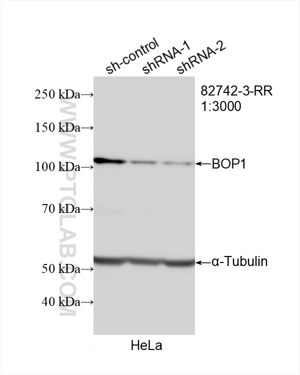 Western Blot (WB) analysis of HeLa cells using BOP1 Recombinant antibody (82742-3-RR)