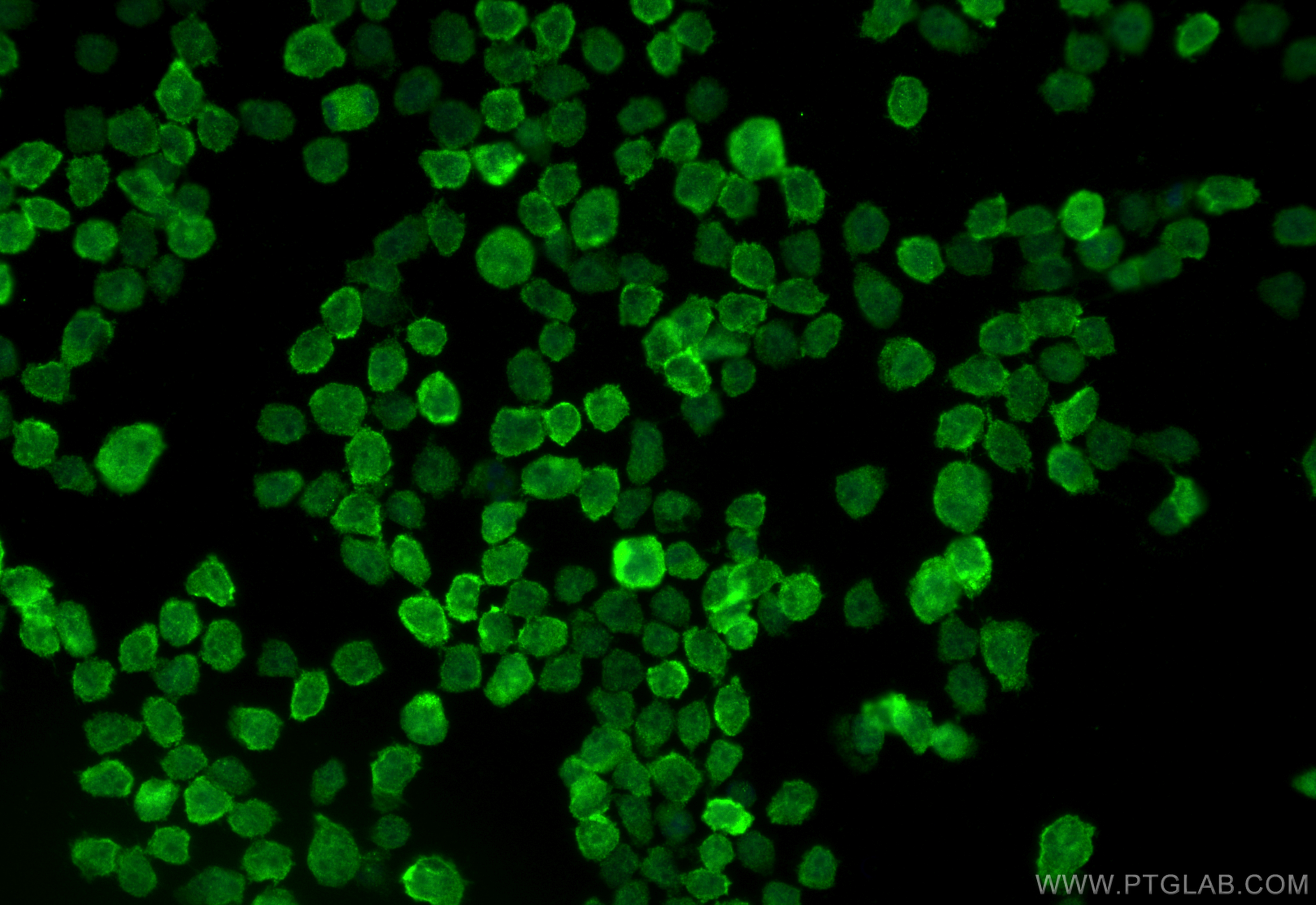 Immunofluorescence (IF) / fluorescent staining of HL-60 cells using BPI Polyclonal antibody (14368-1-AP)