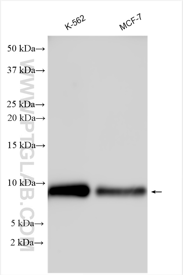 Brawnin Antibody (30212-1-ap) 