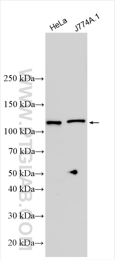 Western Blot (WB) analysis of various lysates using BRD2 Polyclonal antibody (22236-1-AP)
