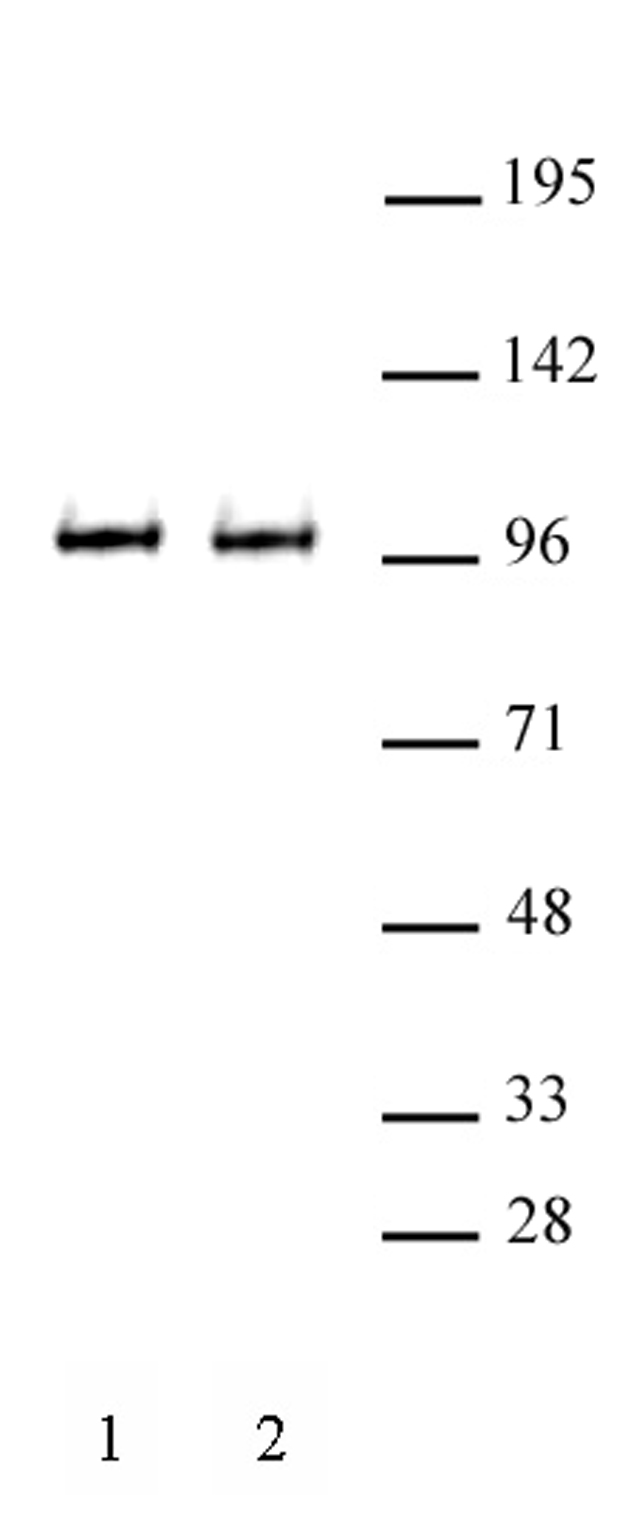 BRD3 antibody (pAb) tested by Western blot. Detection of BRD3 by Western blot analysis. Lane 1: Whole cell extract of HeLa cells (20 ug). Lane 2: Whole cell extract of NIH-3T3 cells. Both probed with BRD3 antibody (pAb) at a 1:500 dilution.