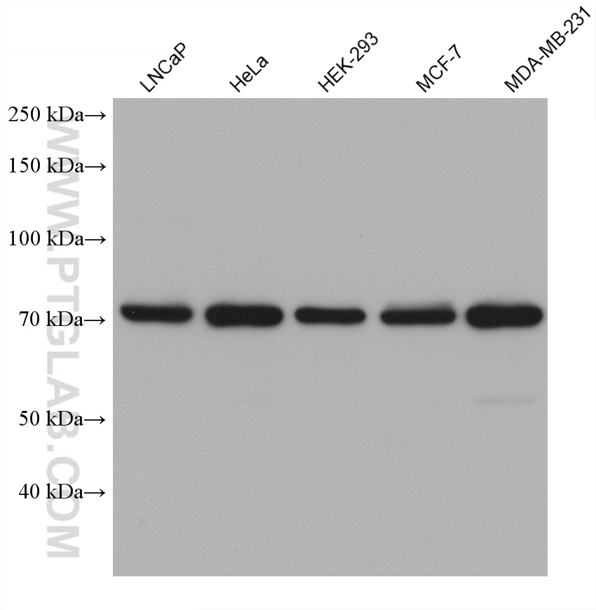 Western Blot (WB) analysis of various lysates using BRD9 Monoclonal antibody (68922-1-Ig)