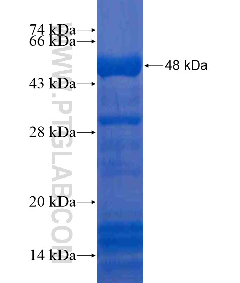 BRD9 fusion protein Ag20438 SDS-PAGE