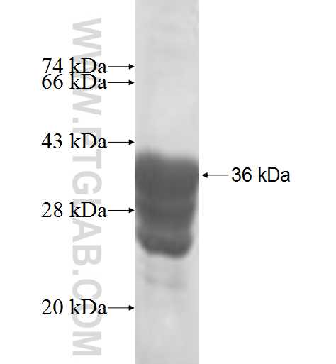 BRI3 fusion protein Ag6123 SDS-PAGE