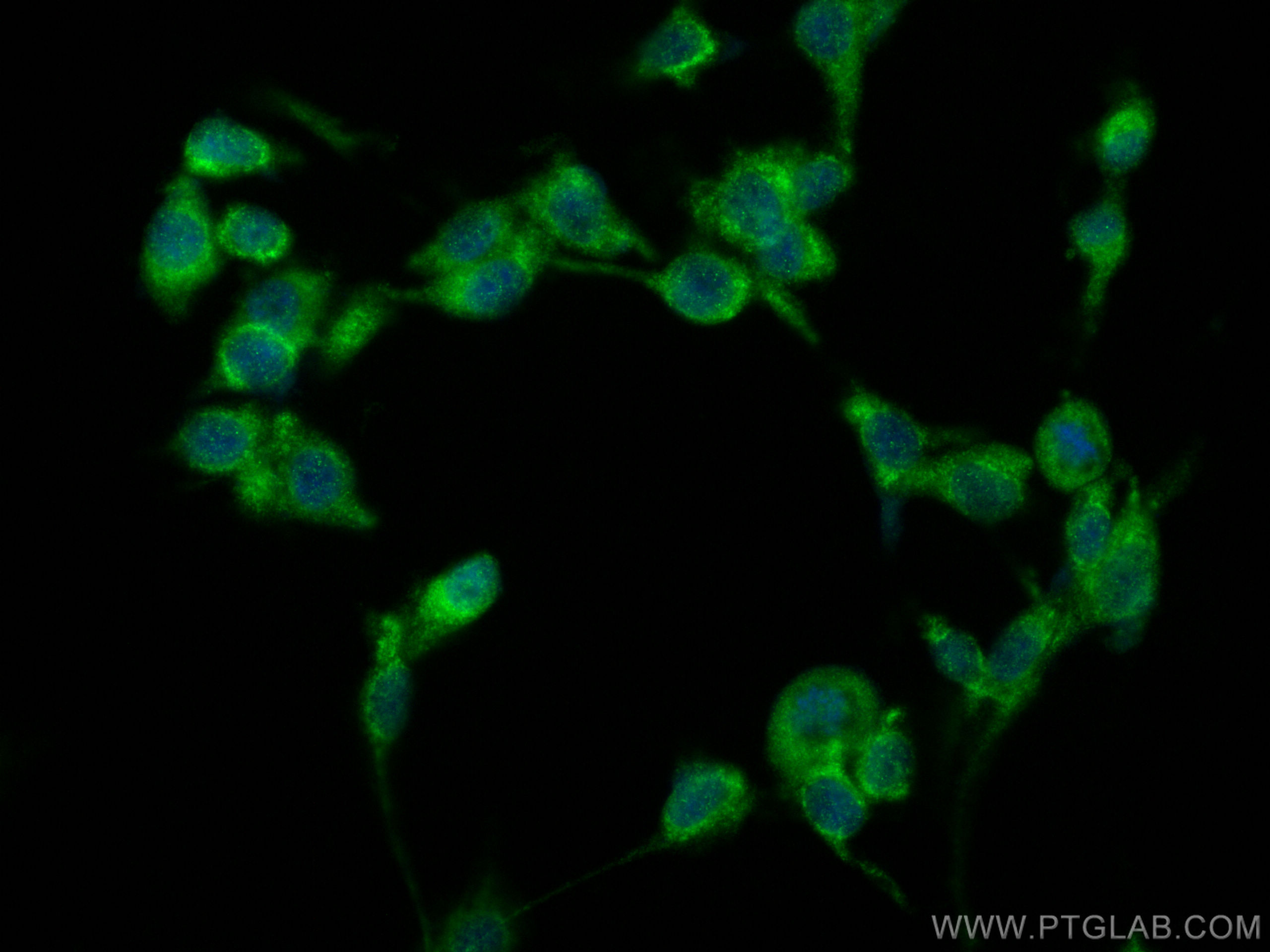 Immunofluorescence (IF) / fluorescent staining of U-87 MG cells using BRUNOL5 Polyclonal antibody (13557-1-AP)