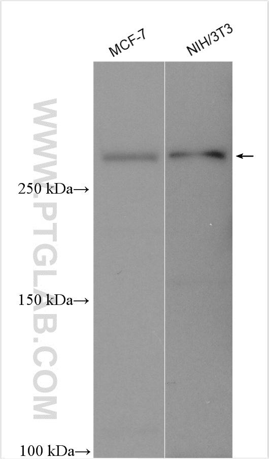 Western Blot (WB) analysis of various lysates using BRWD1 Polyclonal antibody (29293-1-AP)