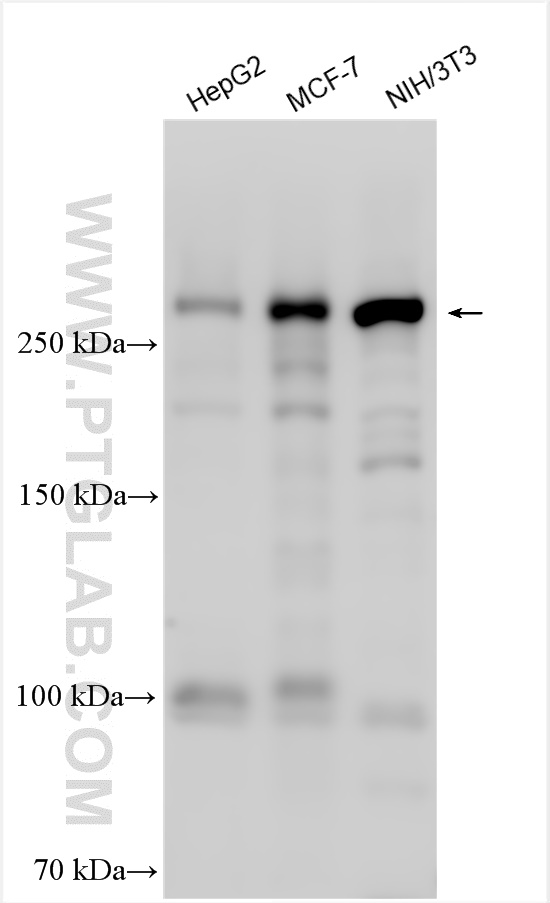 Western Blot (WB) analysis of various lysates using BRWD1 Polyclonal antibody (29293-1-AP)