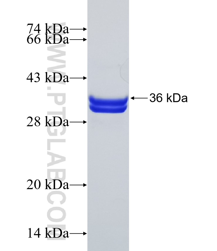 BRWD1 fusion protein Ag30902 SDS-PAGE