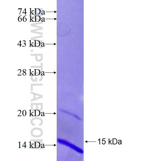 BSCL2 fusion protein Ag26811 SDS-PAGE