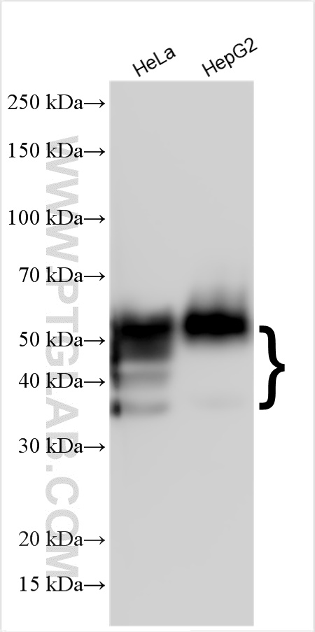 Western Blot (WB) analysis of various lysates using CD147 Polyclonal antibody (11989-1-AP)