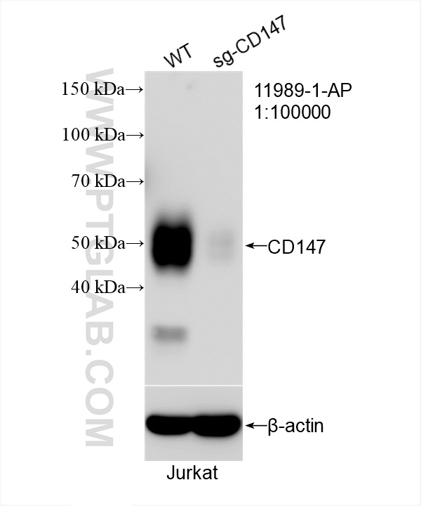 Western Blot (WB) analysis of Jurkat cells using CD147 Polyclonal antibody (11989-1-AP)