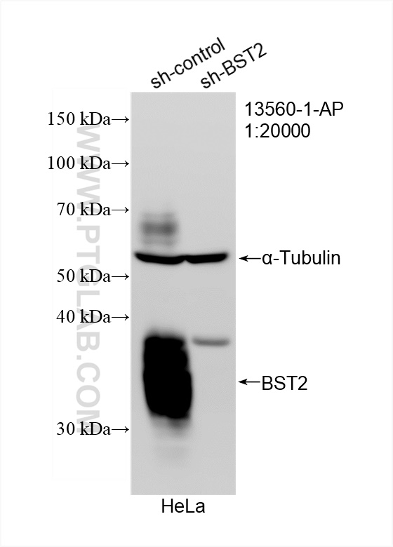 Western Blot (WB) analysis of HeLa cells using BST2 Polyclonal antibody (13560-1-AP)