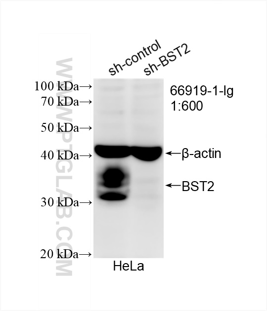 Western Blot (WB) analysis of HeLa cells using BST2 Monoclonal antibody (66919-1-Ig)