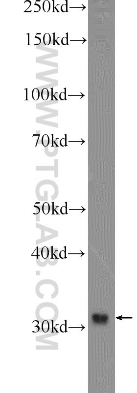 Western Blot (WB) analysis of HepG2 cells using BTBD8 Polyclonal antibody (23897-1-AP)