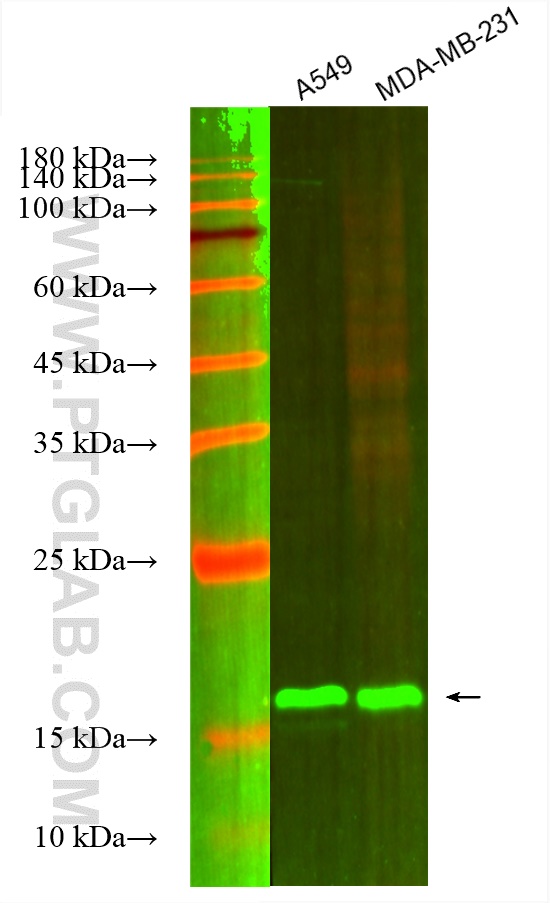 Western Blot (WB) analysis of various lysates using CoraLite® Plus 488-conjugated BTC Monoclonal antib (CL488-66683)