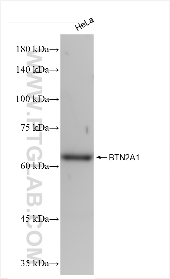 Western Blot (WB) analysis of HeLa cells using BTN2A1 Recombinant antibody (84550-1-RR)