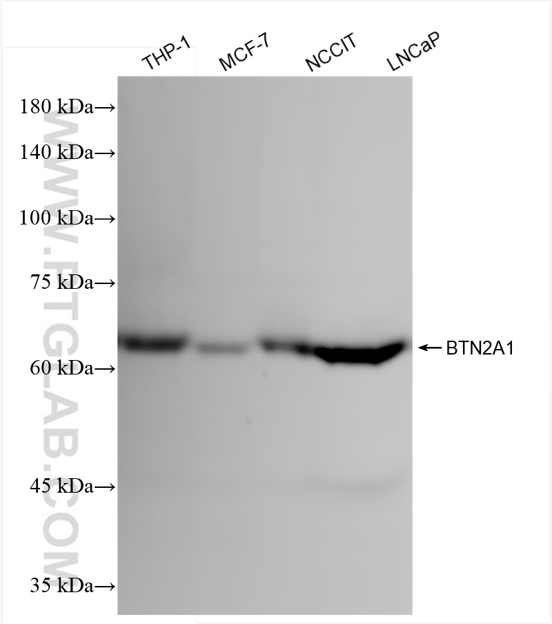 BTN2A1