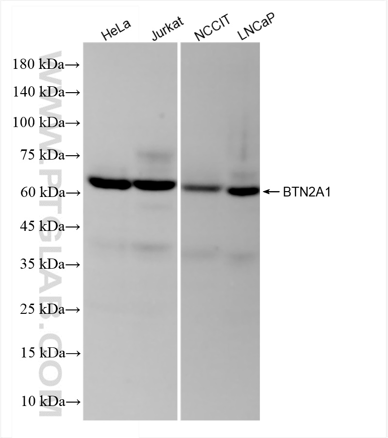 Western Blot (WB) analysis of various lysates using BTN2A1 Recombinant antibody (84550-2-RR)