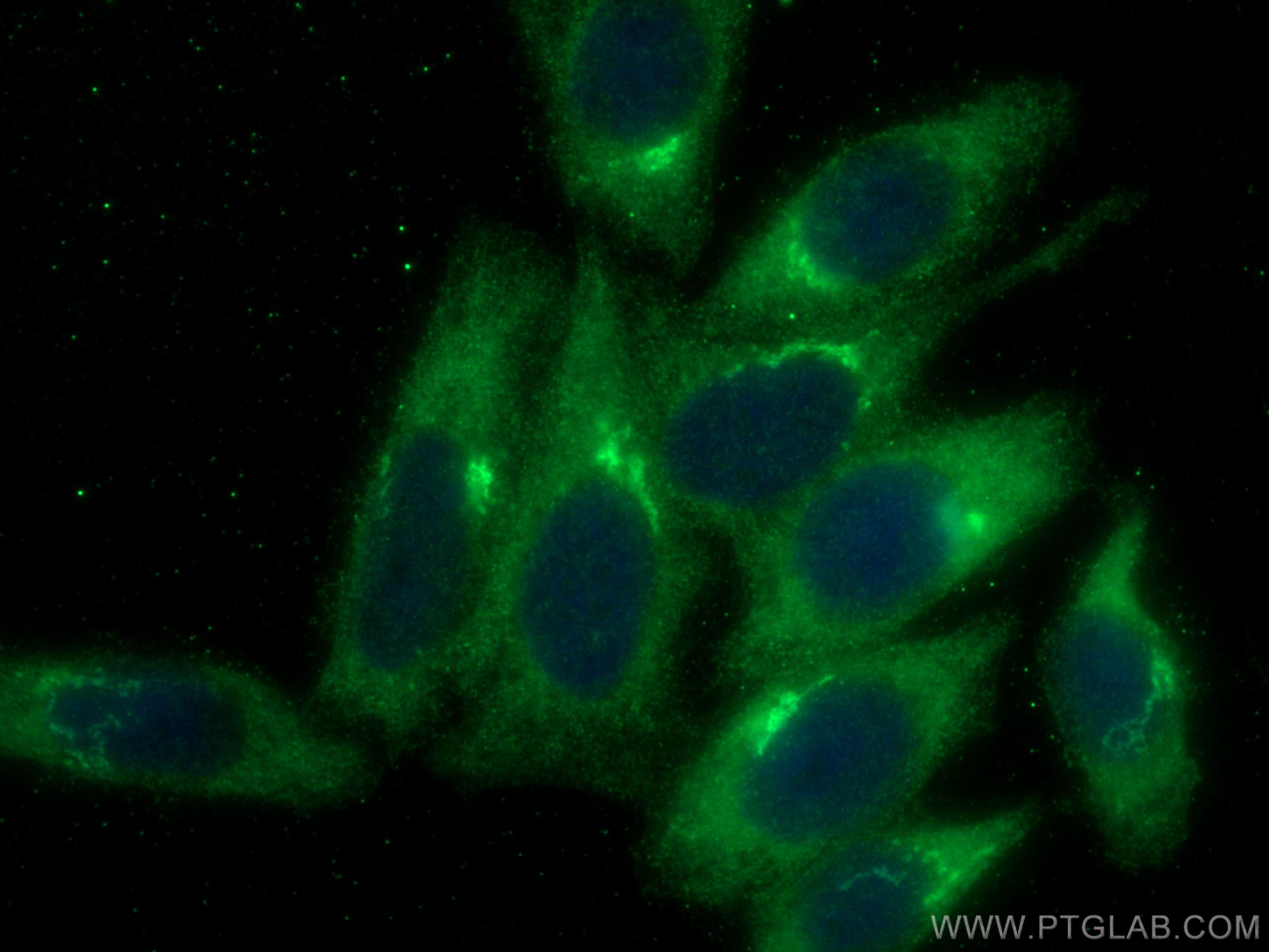 Immunofluorescence (IF) / fluorescent staining of HepG2 cells using BTN2A2 Polyclonal antibody (16482-1-AP)