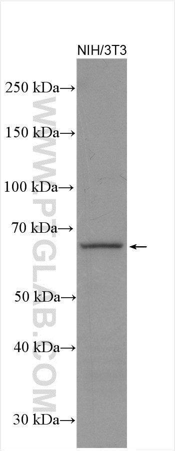 Western Blot (WB) analysis of NIH/3T3 cells using BTN2A2 Polyclonal antibody (16482-1-AP)