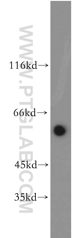 Western Blot (WB) analysis of NIH/3T3 cells using BTN2A2 Polyclonal antibody (16482-1-AP)