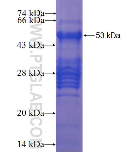 BTN2A2 fusion protein Ag9603 SDS-PAGE