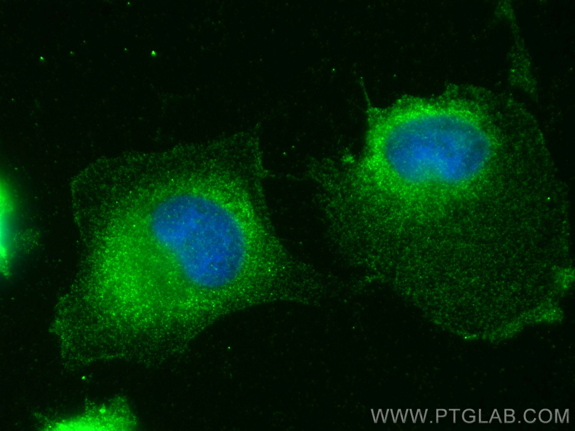 Immunofluorescence (IF) / fluorescent staining of U-251 cells using BTN3A1 Polyclonal antibody (25221-1-AP)