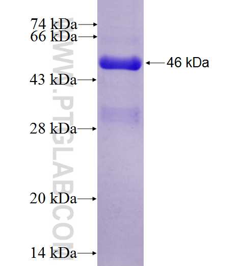 BTN3A1 fusion protein Ag27385 SDS-PAGE