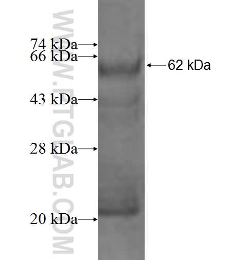 BTN3A2 fusion protein Ag2212 SDS-PAGE