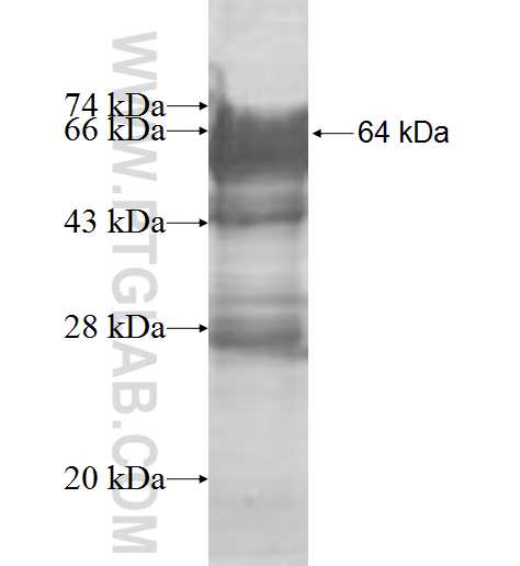 BTN3A3 fusion protein Ag8711 SDS-PAGE