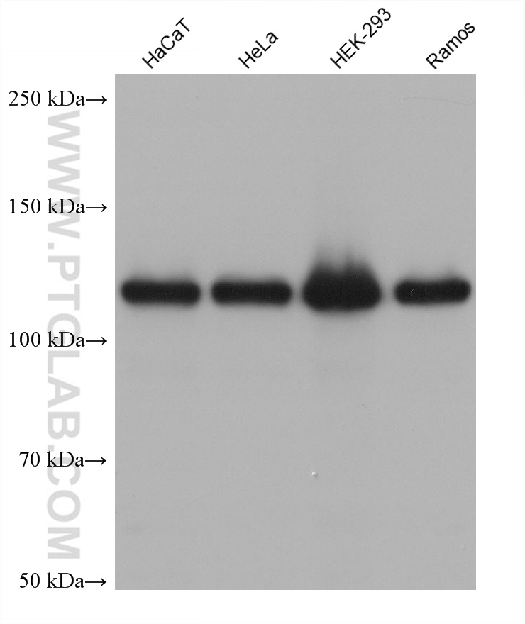 Western Blot (WB) analysis of various lysates using BUB1B Monoclonal antibody (60423-1-Ig)