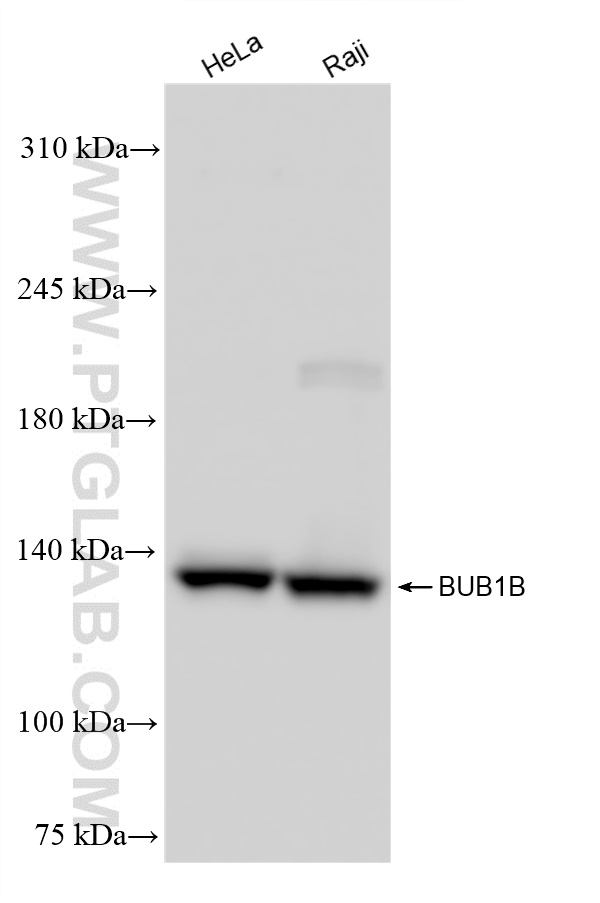 Western Blot (WB) analysis of various lysates using BUB1B Recombinant antibody (83920-6-RR)