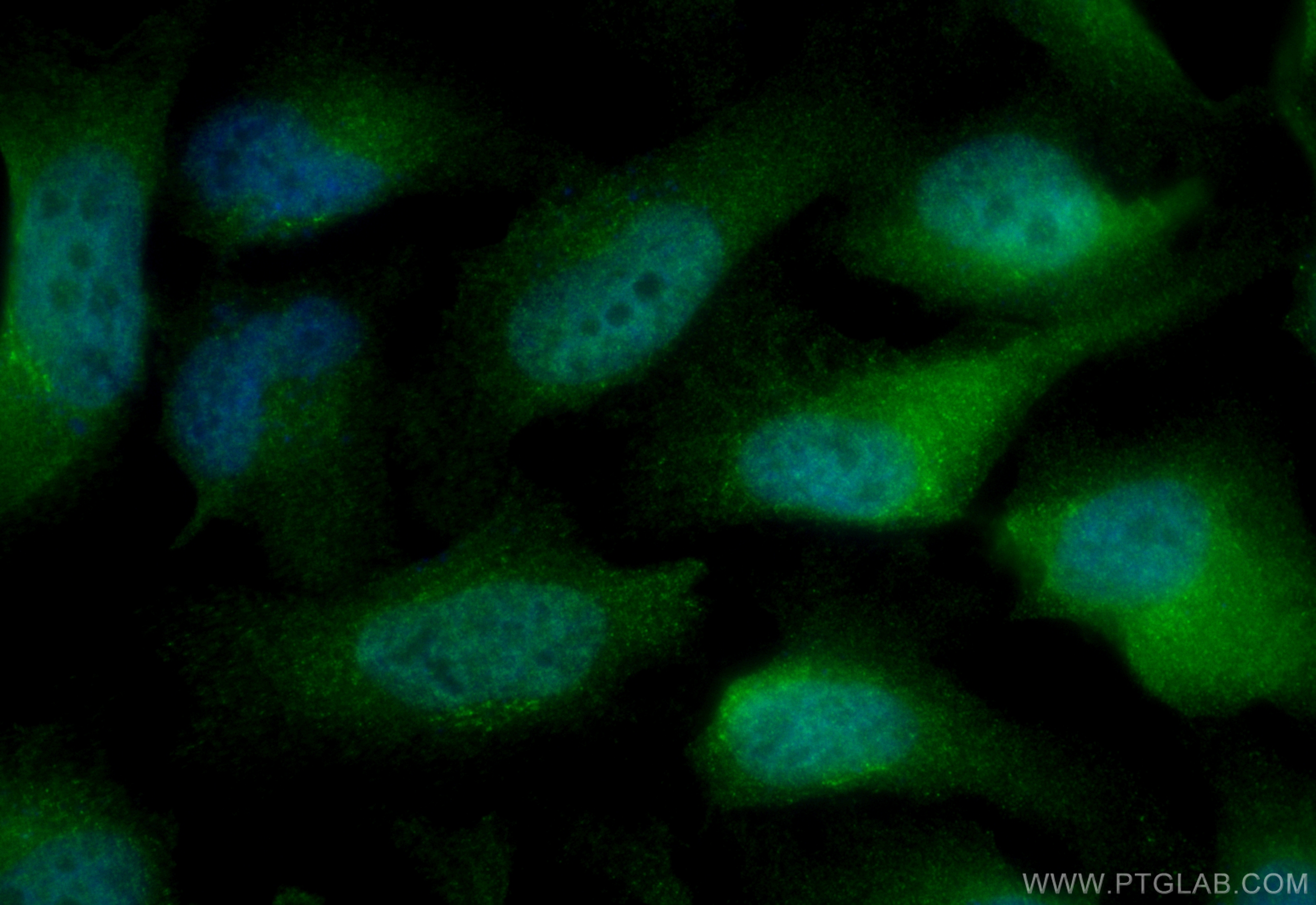 Immunofluorescence (IF) / fluorescent staining of HeLa cells using CoraLite® Plus 488-conjugated BUB1B Recombinant an (CL488-83920-6)