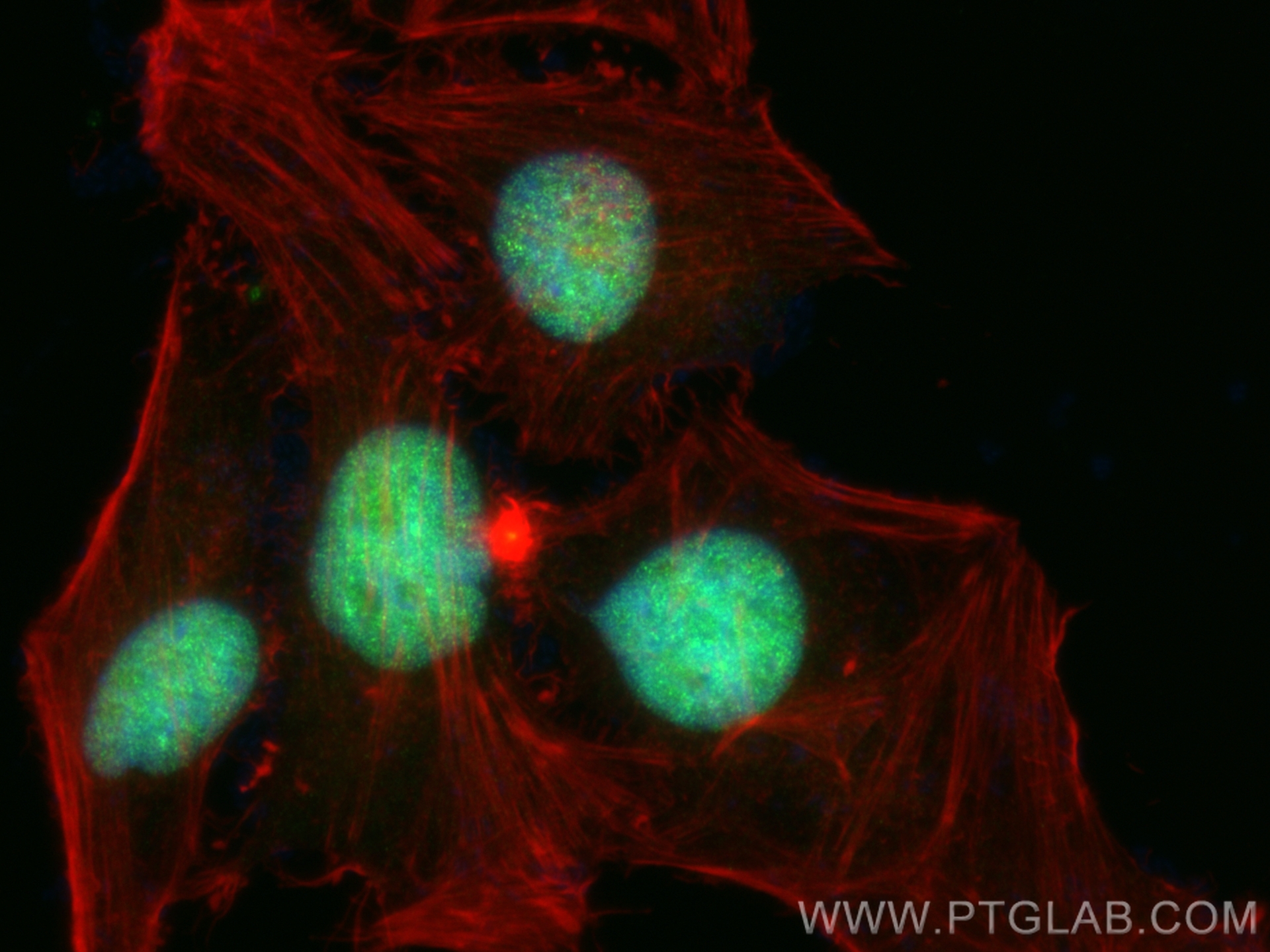 Immunofluorescence (IF) / fluorescent staining of HeLa cells using BUB3 Recombinant antibody (83266-5-RR)