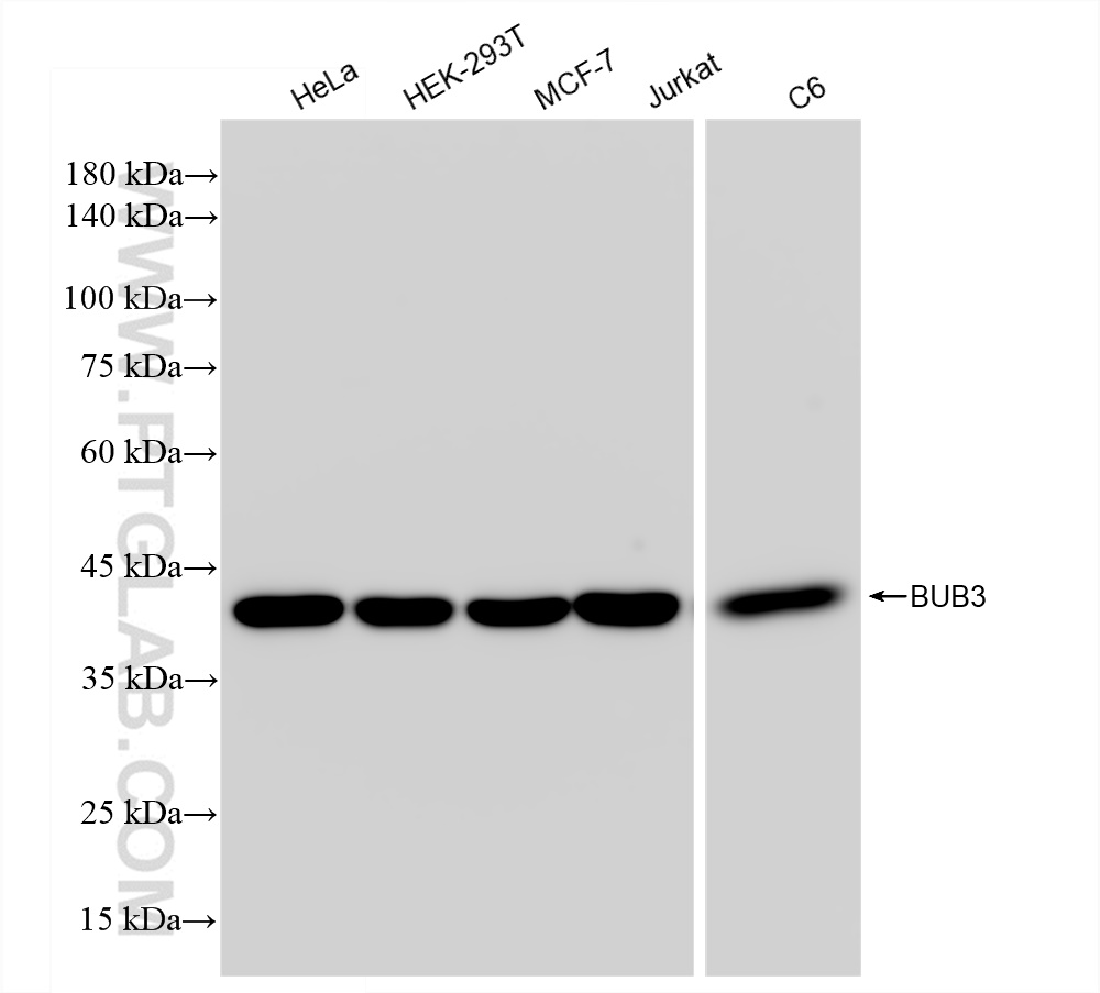 Western Blot (WB) analysis of various lysates using BUB3 Recombinant antibody (83266-5-RR)