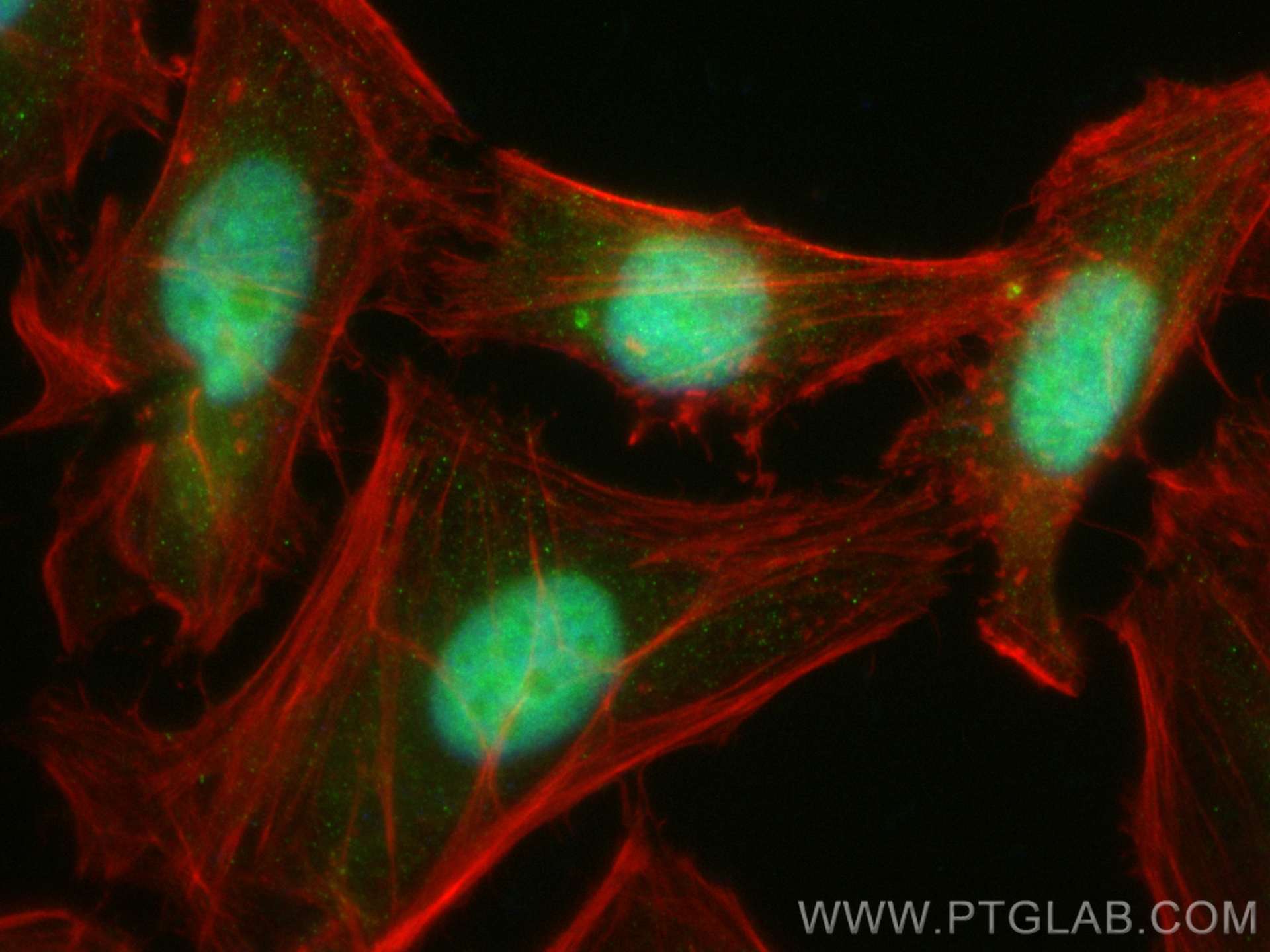 Immunofluorescence (IF) / fluorescent staining of HeLa cells using CoraLite® Plus 488-conjugated BUB3 Recombinant ant (CL488-83266-5)