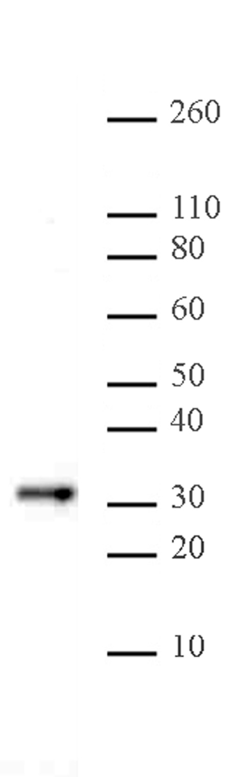 Bcl10 antibody (mAb) (Clone 151) tested by Western blot. Bcl10 detection by Western blot. The analysis was performed using 20 ug HeLa nuclear extract and Bcl10 mAb (Clone 151) at a 1 ug/ml dilution.